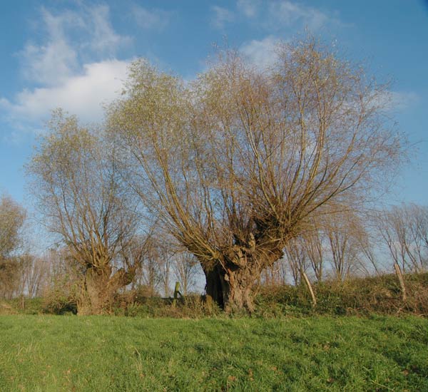 AGS Arbeitsgemeinschaft Sachverständige Gartenbau